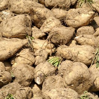 sugar beet root
