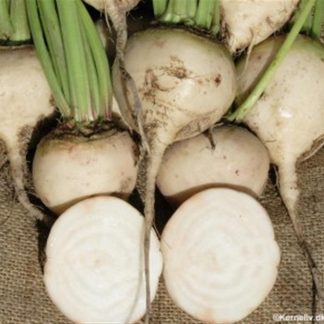 Albino white beet root