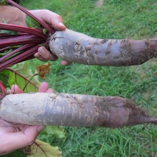 cylindra beet root seeds