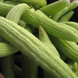 Armenian long cucumber seeds