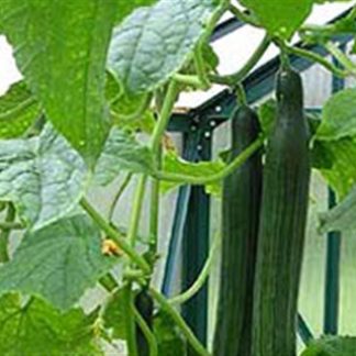 Bedfordshire ridge cucumber