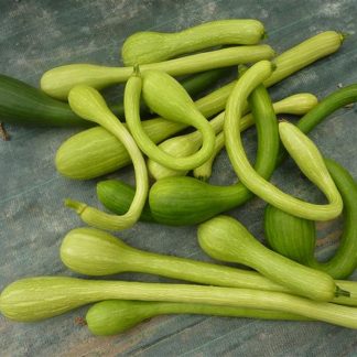 Long de nice courgette
