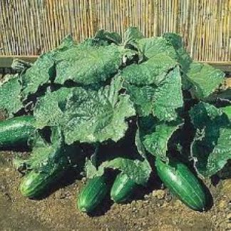 Spacemaster compact bush cucumber
