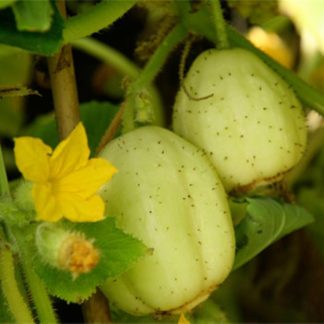 Crystal apple round cucumber seeds