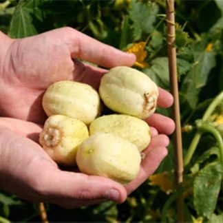 lemon round cucumber