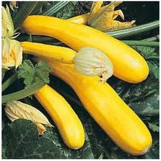 Gold rush yellow courgette