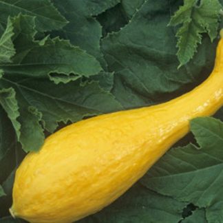 Early yellow crookneck courgette