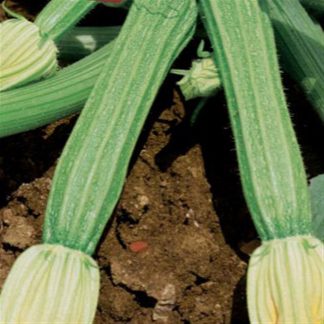 Fiorentino courgette
