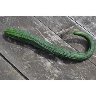 Long de Chine Chinese long cucumber