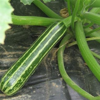 COURGETTE Striato Italia