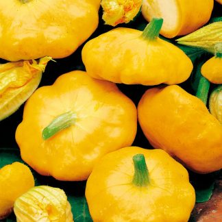 Sunburst yellow patty pan courgette squash
