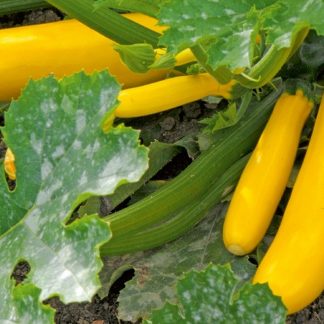 Golden yellow Zucchini courgette
