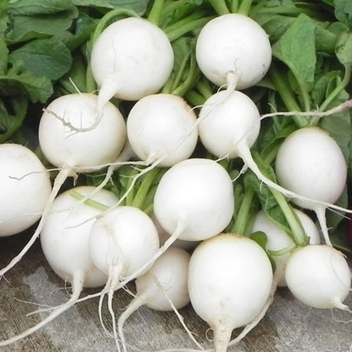 Hailstone round white radish