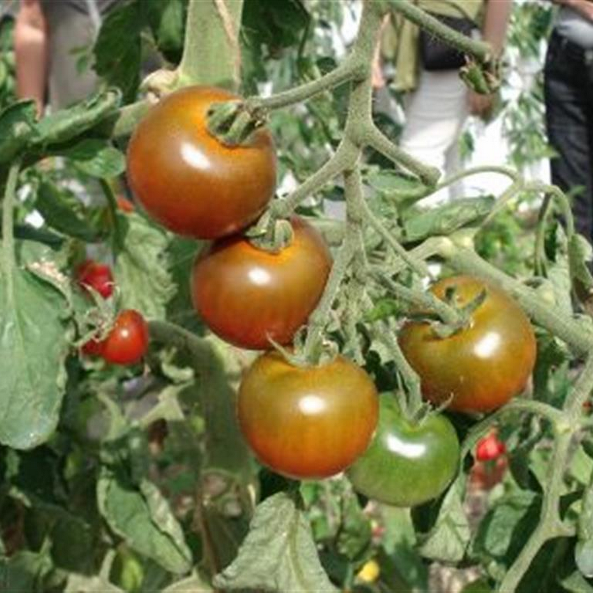 Brown berry cherry tomato