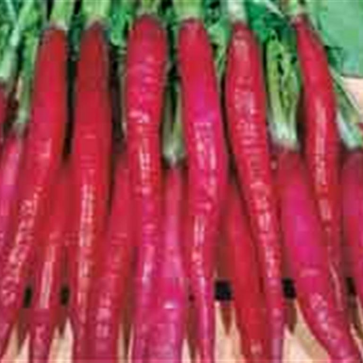 Fire candle radish long slim red