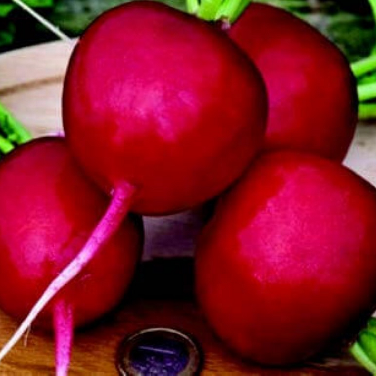 German Giant red radish
