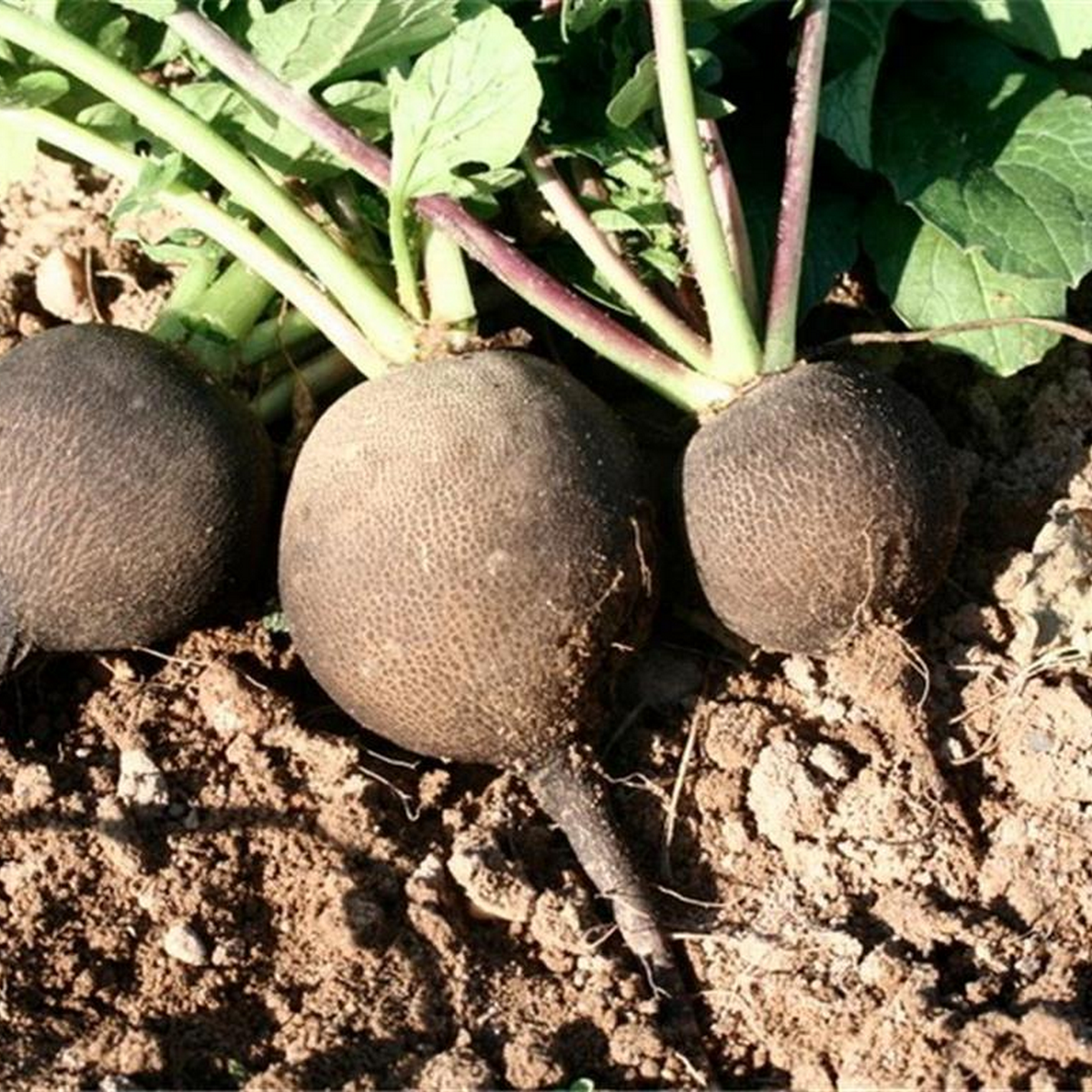 Black round winter radish
