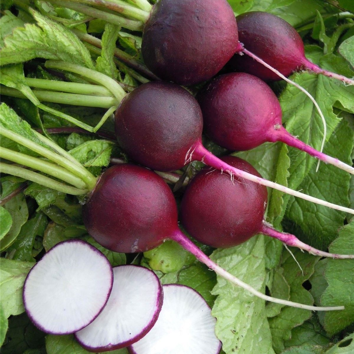 Malaga violet radish