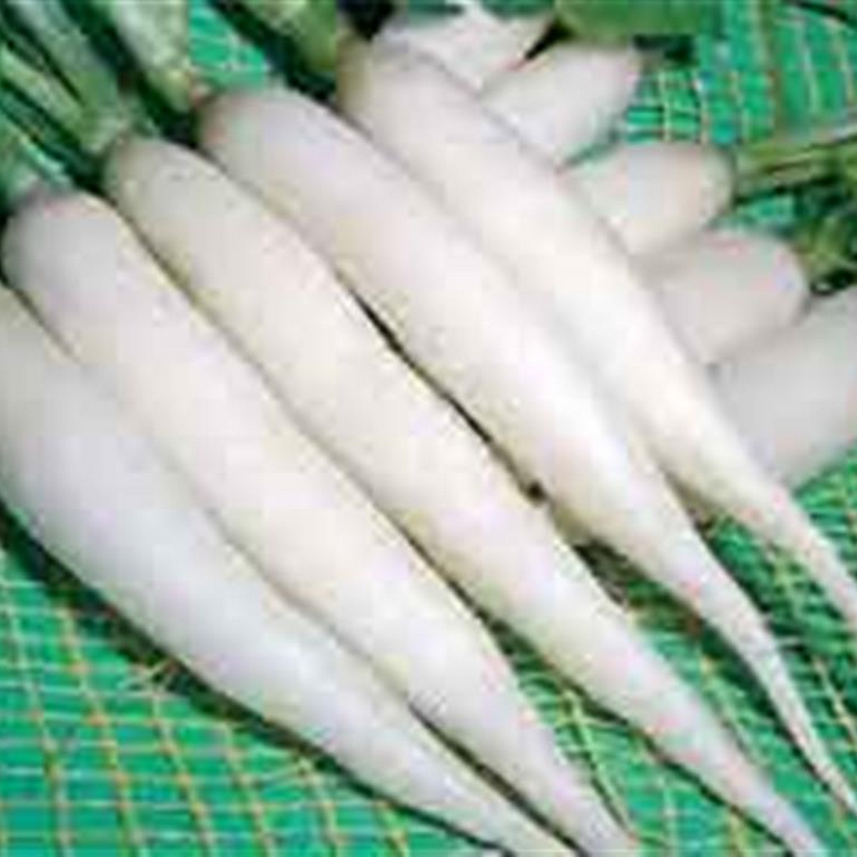 White icicle radish