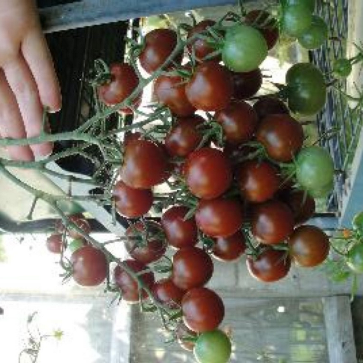 black cherry tomato bunch