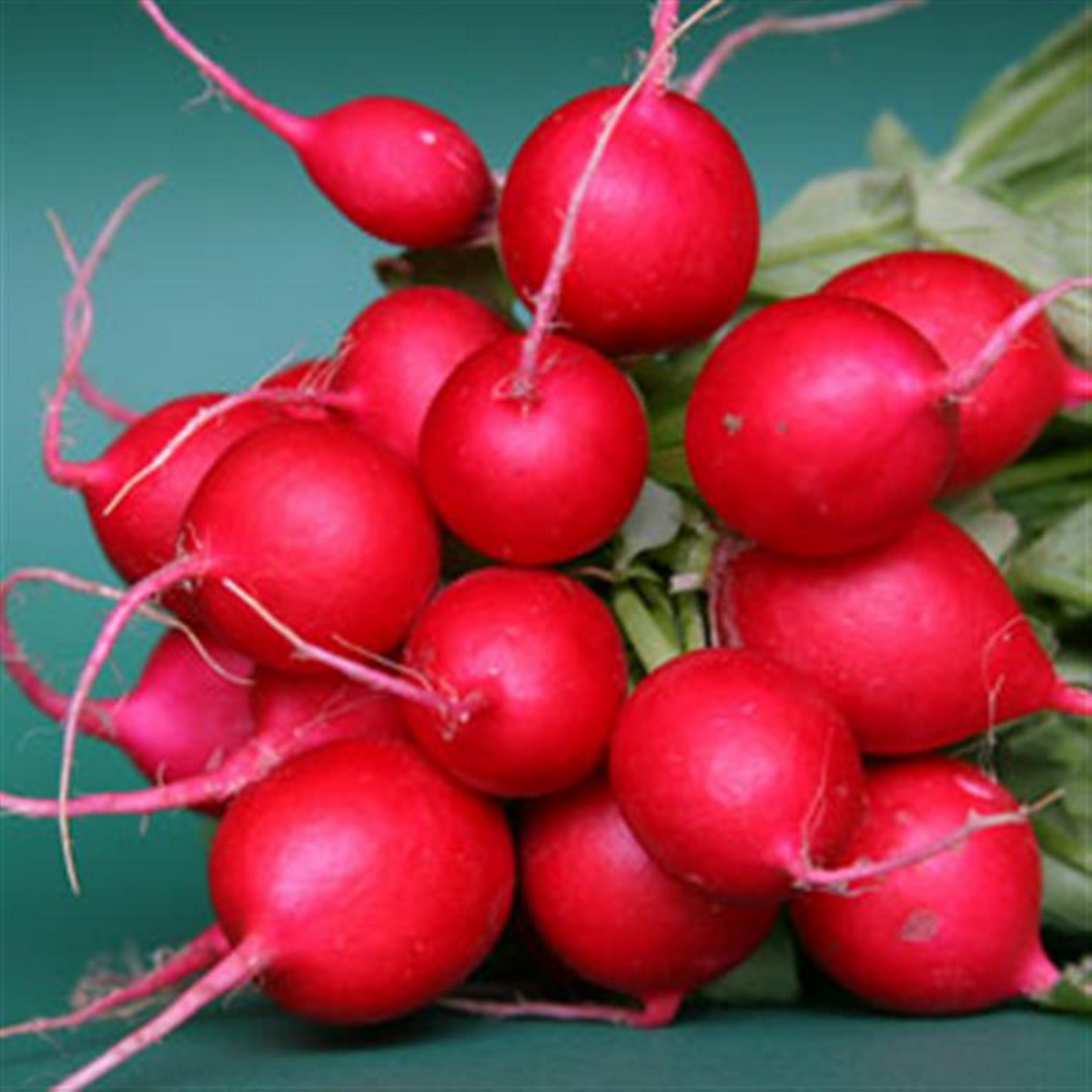 Cherry belle radish bunch