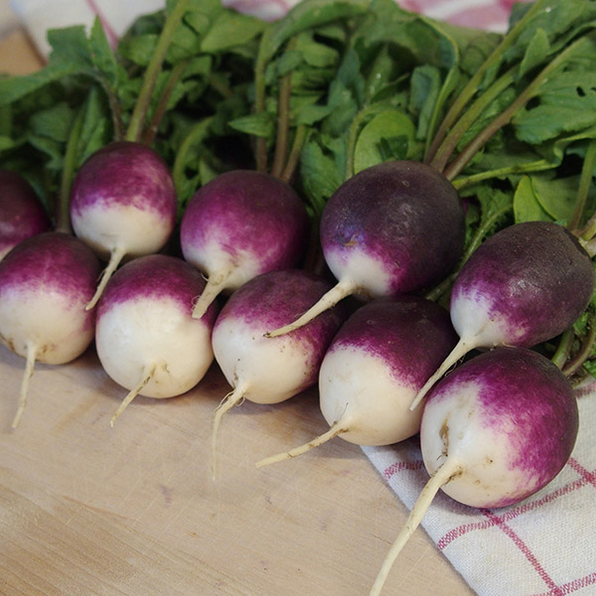Diana violet and white round radish