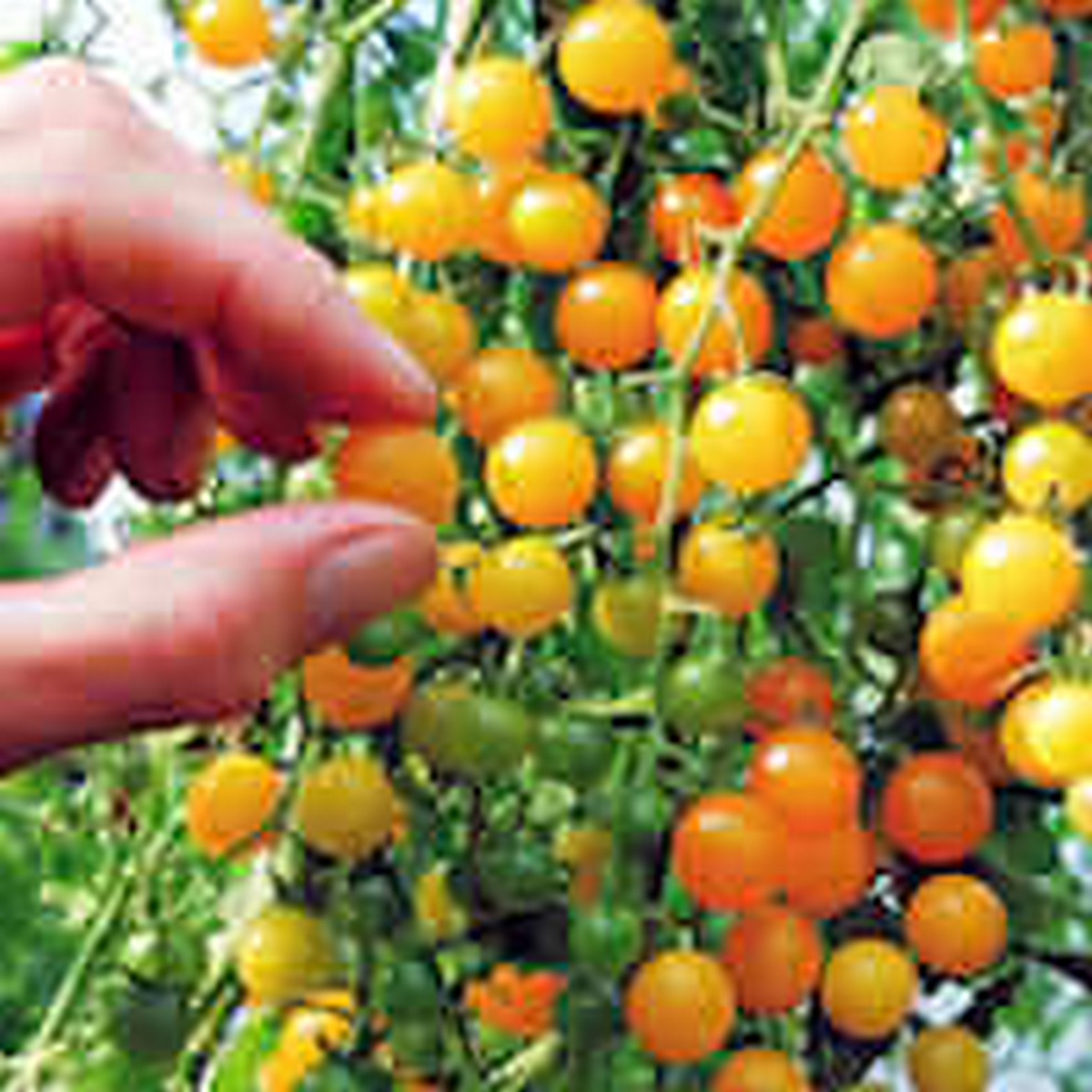 figuel orange tomato