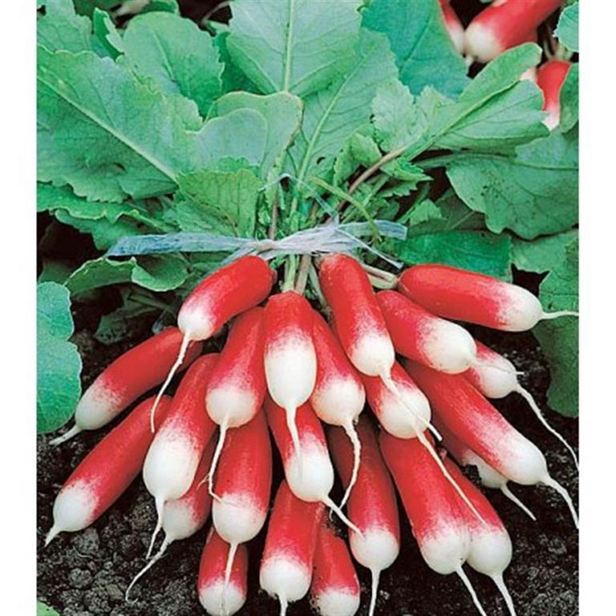 French breakfast radish seeds