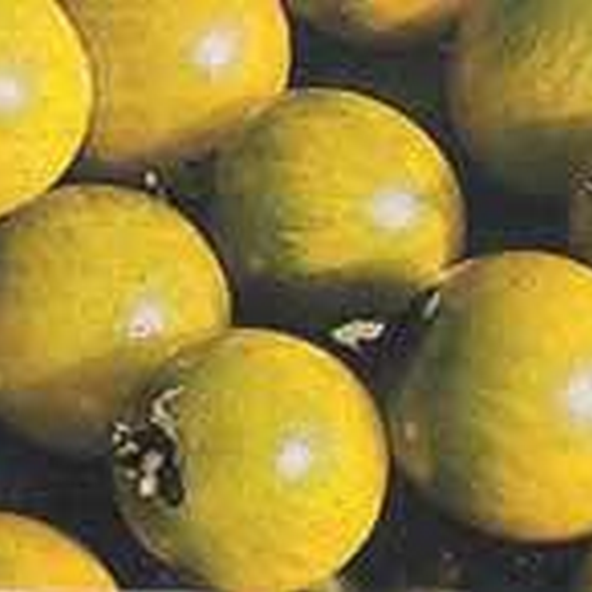 Clusters of green and golden-green Green Grape cherry tomatoes