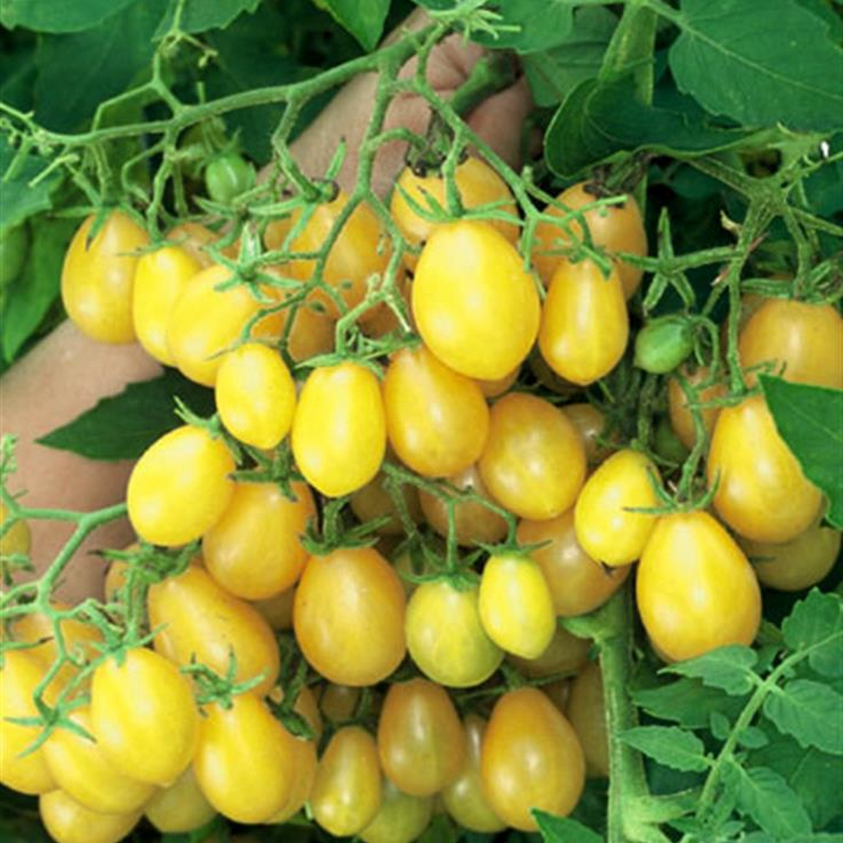 Ildi yellow cherry grape tomato