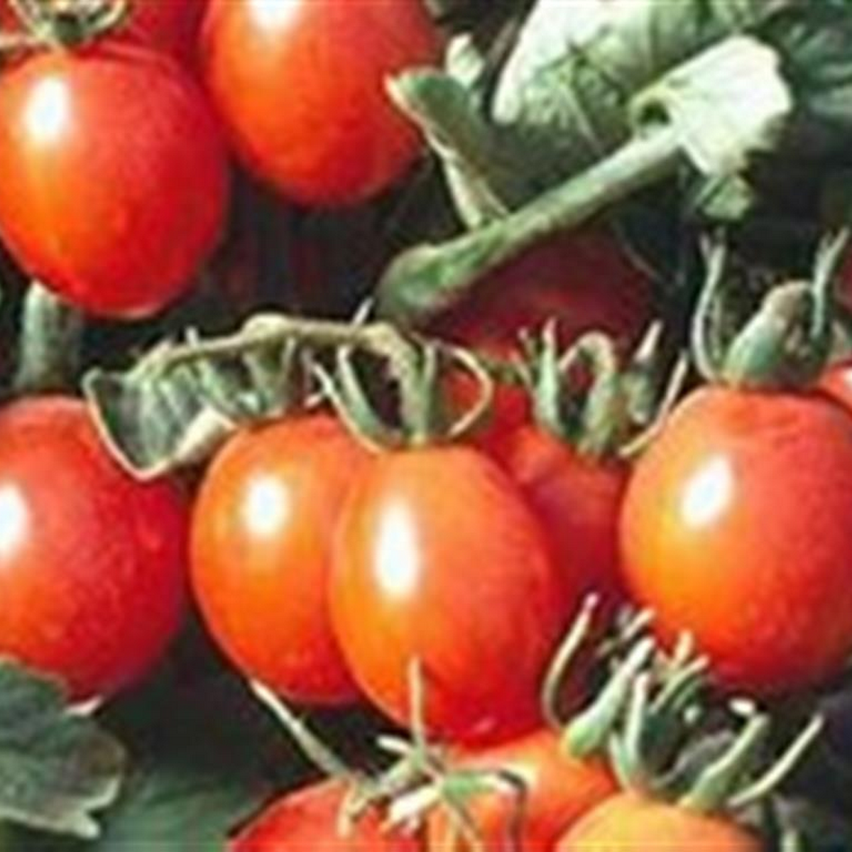 principe borghese tomato