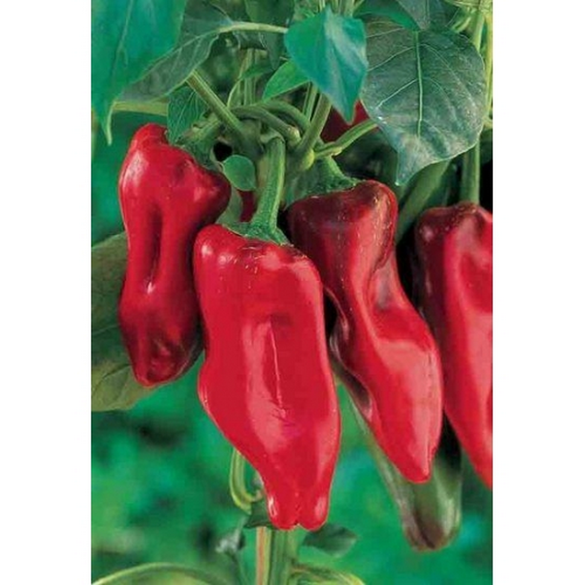 Red Marconi pepper seeds