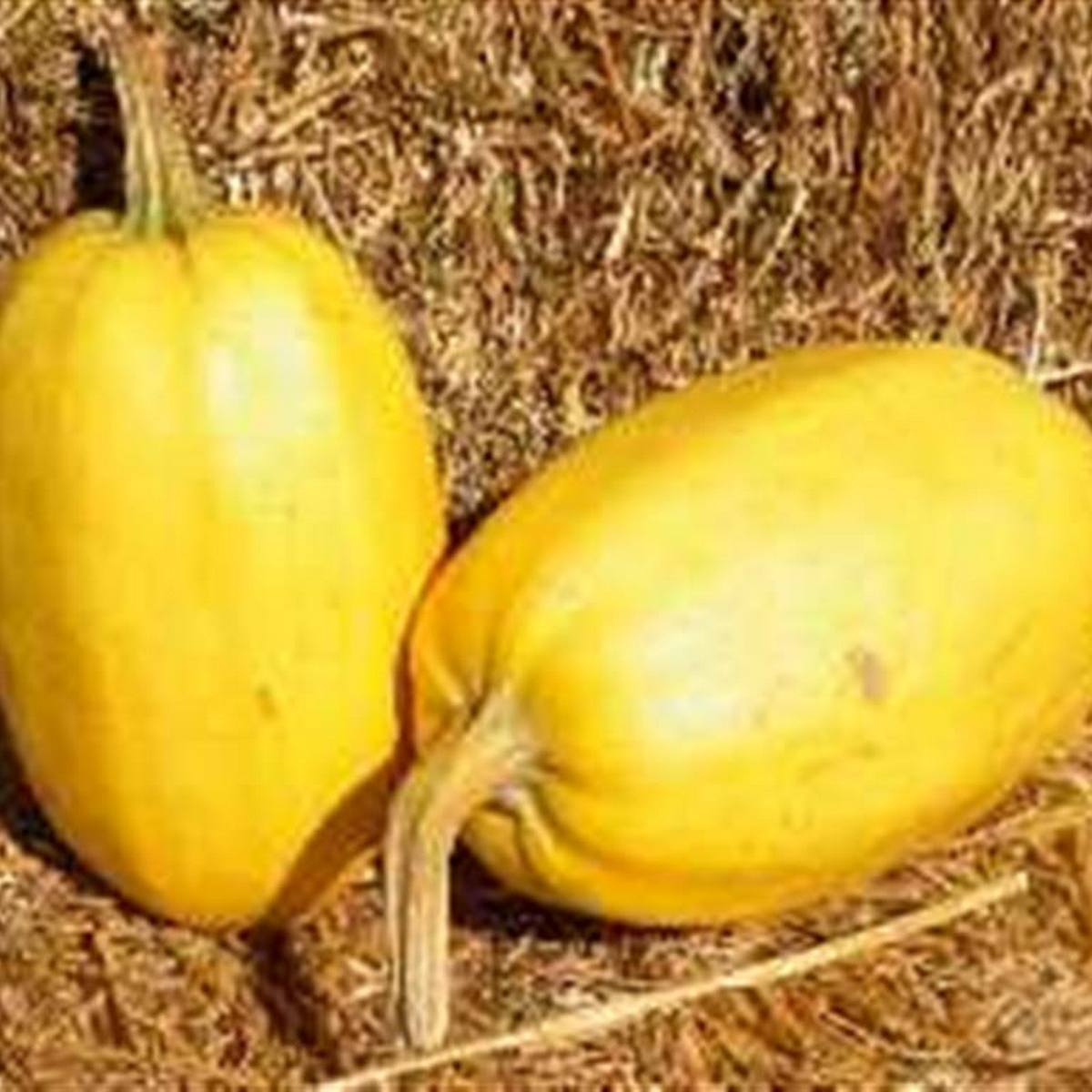 Vegetable spaghetti winter squash seeds