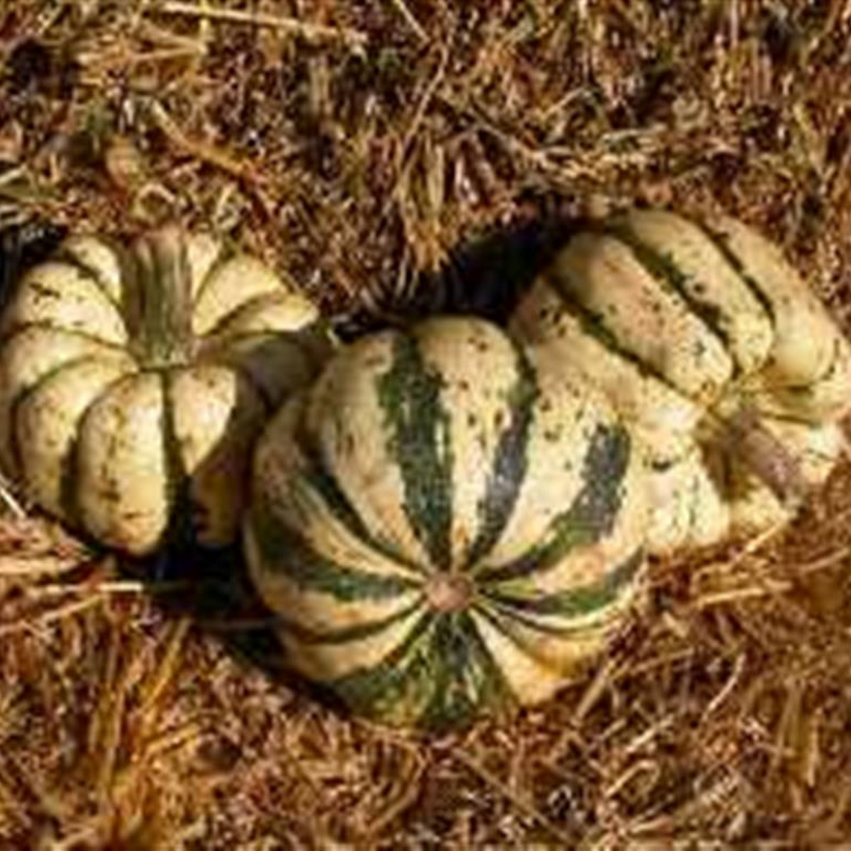 Sweet dumpling patty doux squash