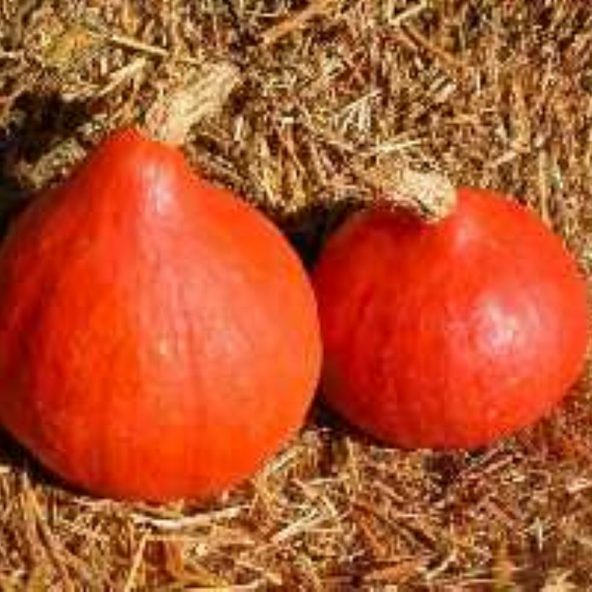 Uchiki Kuri Kapanese winter squash