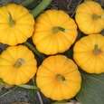 Tiny orange pumpkin Jack be Little
