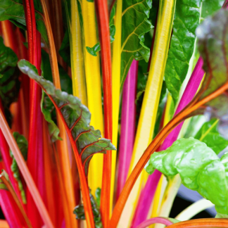 Rainbow Bright lights Swiss chard